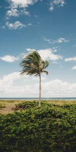 Nature,Coast,Wood,Tree,Palm,Tropics