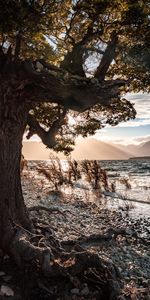 Nature,Coast,Wood,Tree,Pebble,Sea