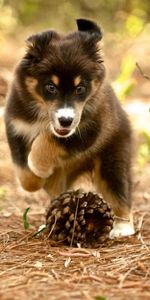 Nature,Cones,Dog,Puppy,Animals