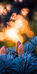 Naturaleza,Cones,Destello,Abeto,Bokeh,Boquet,Deslumbramiento