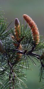 Nature,Cones,Needle,Pine,Conifers,Coniferous,Branch,Needles