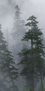 Conifères,Conifère,Brouillard,Nature,Forêt,Sibérie,Arbres,Brume