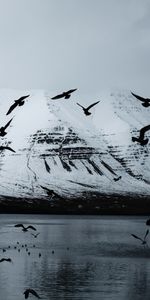 Montagne,Nature,Corbeaux,Neige,Lac,Oiseaux,Glacier