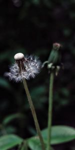 Nature,Dandelion,Plant,Fluff,Fuzz,Dark