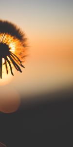 Naturaleza,Puesta Del Sol,Diente De León,Silueta