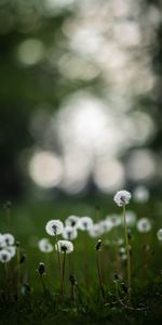 Nature,Dandelions,Field,Grass,Plants