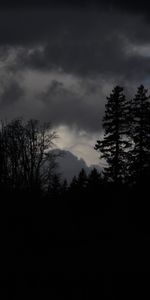 Nature,Dark,Forest,Gloomy