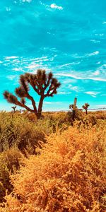 Nature,Desert,Bush,Wildlife,Cactuses,Plants