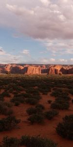 Nature,Desert,Shadow,Evening,Shrubs