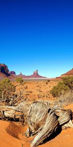 Nature,Desert,Vegetation,Roots,Shrubs,Drought,Canyon