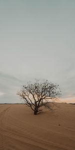 Nature,Desert,Wood,Tree,Dry,Lonely,Sand,Alone