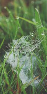 Nature,Dew,Grass,Web