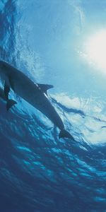 Nature,Dolfins,Bottom,Ocean