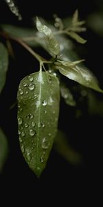 Nature,Drops,Macro,Leaves,Rain