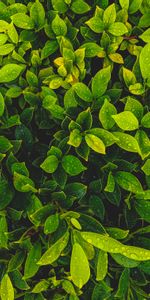 Nature,Planter,Drops,Feuilles,Plante