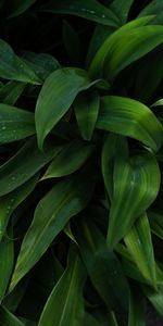 Nature,Feuilles,Drops,Plante,Planter,Mouiller,Mouillé