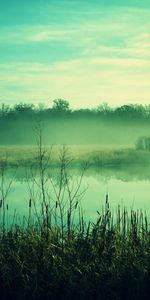 Nature,Dusk,Pond,Reeds,Twilight,Fog,Gloomy