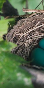 Nature,Eggs,Nest,Thrush