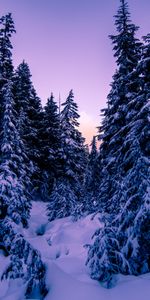 Nature,Evening,Ate,Winter,Snow