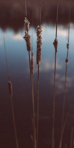 Naturaleza,Noche,Caña,Junco,Planta