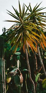 Plantas,Naturaleza,Palms,Exótico,Cactus