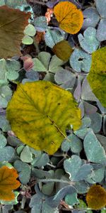 Nature,Fallen,Autumn,Foliage,Fern