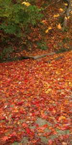 Tombé,Nature,Déchu,Feuilles,Automne