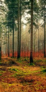 Nature,Fallen,Fog,Foliage,Forest,Autumn