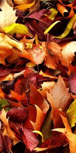 Nature,Fallen,Leaves,Autumn