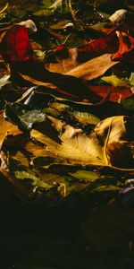 Feuilles,Mouiller,Tombé,Nature,Mouillé,Déchu,Sombre,Automne