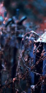 Nature,Fence,Thickets,Thicket,Autumn