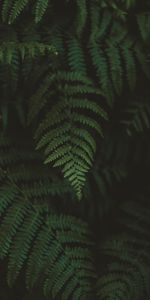 Nature,Fern,Macro,Blur,Smooth,Leaves