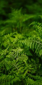 Nature,Fern,Plants