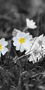 Nature,Field,Black And White