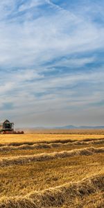 Nature,Field,Field Crops,Field Cultures,Farm,Harvest