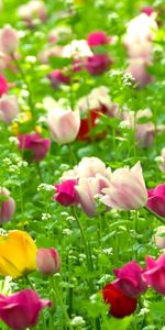 Naturaleza,Verano,Campo,Flores,Tulipanes