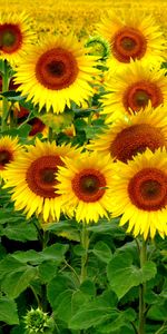 Nature,Field,Landscape,Sunflowers