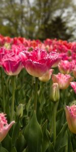 Printemps,Domaine,Nature,Champ,Source,Tulipes