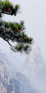 Naturaleza,Montañas,Niebla,Abeto