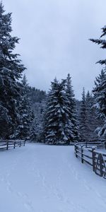 Nature,Fir Trees,Fence,Trees,Snow,Winter