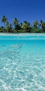 Mar,Rebaño,Agua Poco Profunda,Naturaleza,Palms,Banco,Isla,Peces