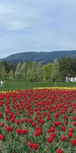 Parterre De Fleurs,Parterre,Nature,Tulipes,Fleurs