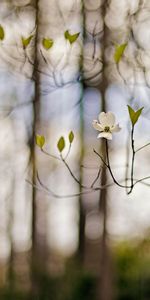 Nature,Flower,Blur,Branches,Branch,Spring