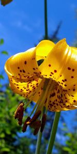 Nature,Flower,Spotted,Spotty,Lily