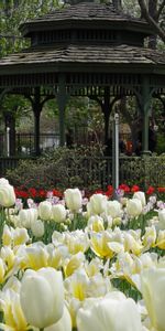 Naturaleza,Cama De Flores,Parterre,Glorieta,Hueco,Flores,Tulipanes