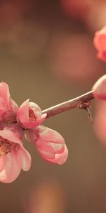 Flor,Florecer,Floración,Primavera,Naturaleza