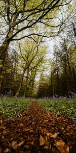 Nature,Flowering,Path,Forest,Bloom,Spring