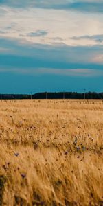 Nature,Flowers,Blue Cornflowers,Field,Wheat