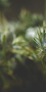 Nature,Flowers,Blur,Smooth,Thorns,Prickles