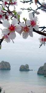 Nature,Flowers,Branch,Sea